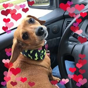 Meet your Posher, Anjie